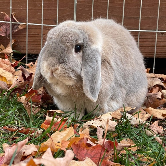 Meet your Posher, Cindy - Picture 3 of 4